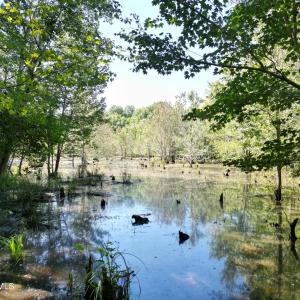Photo #17 of 33 Heathsville, Enfield, NC 37.2 acres
