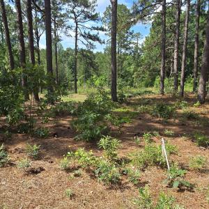Photo #6 of 101 Owens, Seven Lakes, NC 1.4 acres