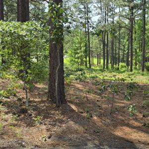 Photo #2 of 101 Owens, Seven Lakes, NC 1.4 acres
