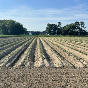 Photo #27 of 2364 Nc 102, Ayden, NC 81.2 acres