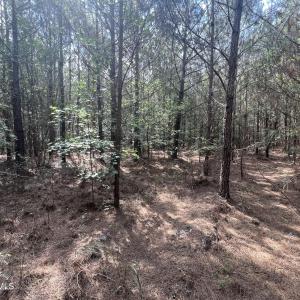 Photo #15 of 2364 Nc 102, Ayden, NC 81.2 acres