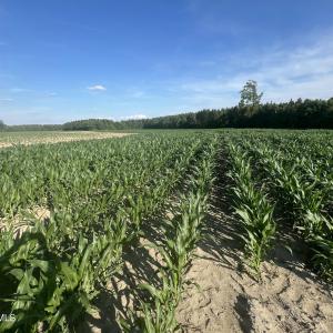 Photo #26 of 2364 Nc 102, Ayden, NC 81.2 acres