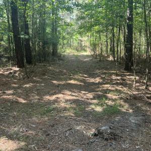 Photo #3 of 2364 Nc 102, Ayden, NC 81.2 acres