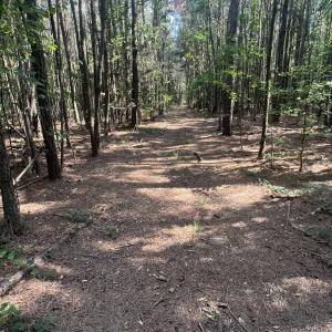 Photo #20 of 2364 Nc 102, Ayden, NC 81.2 acres