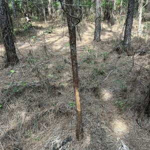 Photo #16 of 2364 Nc 102, Ayden, NC 81.2 acres