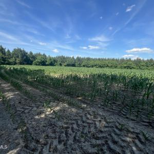 Photo #13 of 2364 Nc 102, Ayden, NC 81.2 acres
