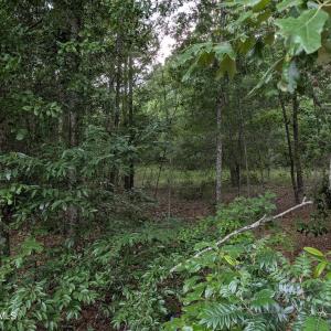 Photo #9 of 285 Garvin, Wagener, SC 5.7 acres