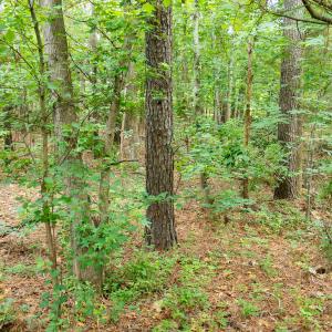 Photo #18 of 341 Huntington, Aiken, SC 0.2 acres