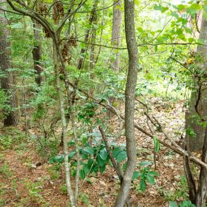 Photo #19 of 341 Huntington, Aiken, SC 0.2 acres