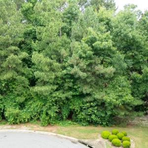 Photo #16 of 341 Huntington, Aiken, SC 0.2 acres