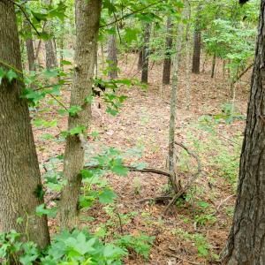 Photo #21 of 341 Huntington, Aiken, SC 0.2 acres