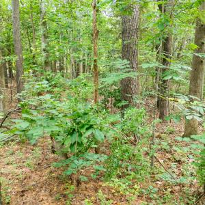 Photo #20 of 341 Huntington, Aiken, SC 0.2 acres