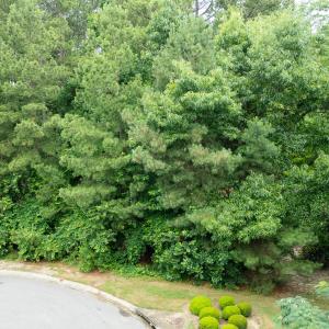 Photo #17 of 341 Huntington, Aiken, SC 0.2 acres