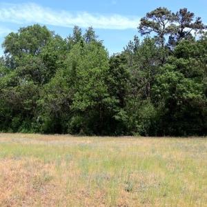 Photo #13 of Tbd Duffie, Red Springs, NC 41.0 acres