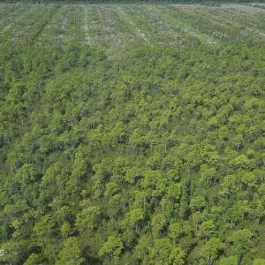 Photo #13 of 483.10 Whiteville, Shallotte, NC 483.1 acres