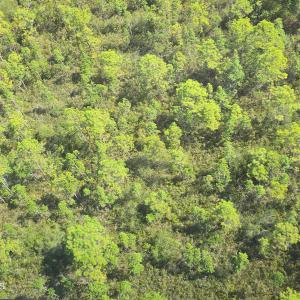 Photo #11 of 483.10 Whiteville, Shallotte, NC 483.1 acres