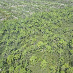 Photo #20 of 483.10 Whiteville, Shallotte, NC 483.1 acres