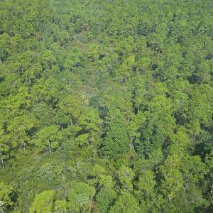 Photo #15 of 483.10 Whiteville, Shallotte, NC 483.1 acres