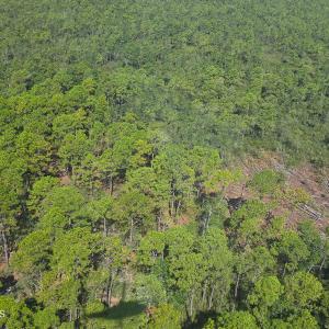 Photo #16 of 483.10 Whiteville, Shallotte, NC 483.1 acres