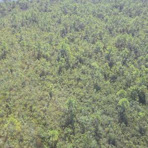 Photo #17 of 483.10 Whiteville, Shallotte, NC 483.1 acres