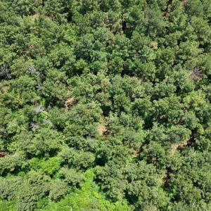 Photo #2 of 110 North Martintown Road, Edgefield, SC 29.0 acres