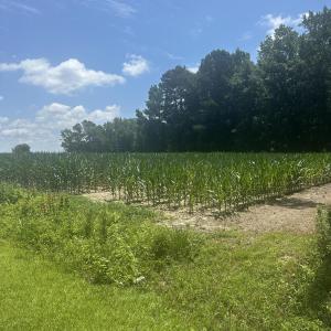 Photo #13 of Near 721 Joe Piver, Chadbourn, NC 225.7 acres