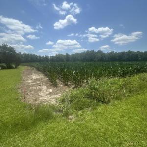 Photo #12 of Near 721 Joe Piver, Chadbourn, NC 225.7 acres