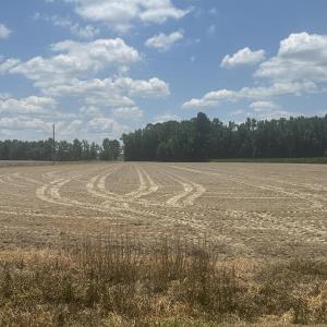 Photo #11 of Near 721 Joe Piver, Chadbourn, NC 225.7 acres