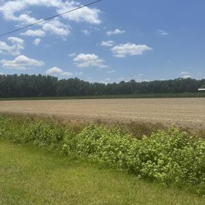 Photo #10 of Near 721 Joe Piver, Chadbourn, NC 225.7 acres