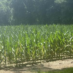 Photo #14 of Near 721 Joe Piver, Chadbourn, NC 225.7 acres