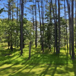 Photo #7 of 164 Broadview, Oriental, NC 1.0 acres