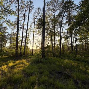 Photo #34 of 705 Russells Creek, Beaufort, NC 22.6 acres