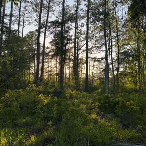 Photo #30 of 705 Russells Creek, Beaufort, NC 22.6 acres