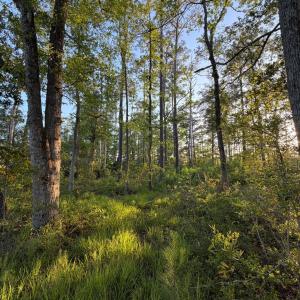 Photo #36 of 705 Russells Creek, Beaufort, NC 22.6 acres