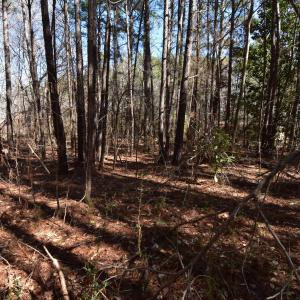 Photo #8 of 4 Dobbs, Halifax, NC 3.7 acres