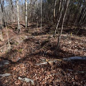 Photo #6 of 4 Dobbs, Halifax, NC 3.7 acres