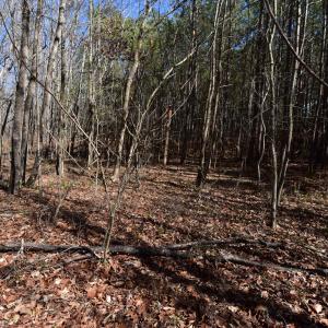 Photo #7 of 4 Dobbs, Halifax, NC 3.7 acres