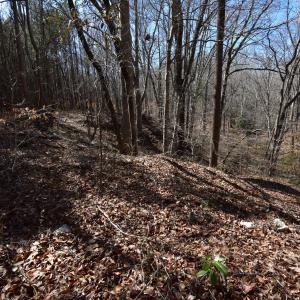 Photo #5 of 4 Dobbs, Halifax, NC 3.7 acres