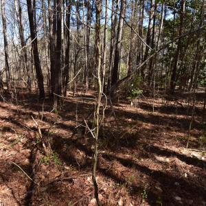 Photo #9 of 4 Dobbs, Halifax, NC 3.7 acres