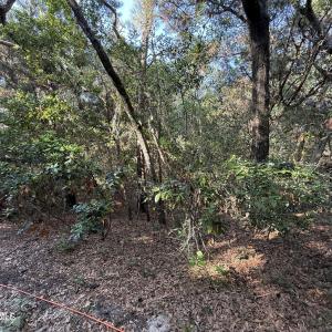 Photo #1 of 53 Fort Holmes, Bald Head Island, NC 0.2 acres