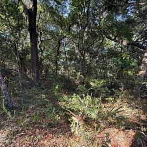 Photo #3 of 207 Stede Bonnet Wynd, Bald Head Island, NC 0.3 acres