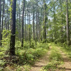 Photo #4 of 558 Sandy Point, Beaufort, NC 3.4 acres