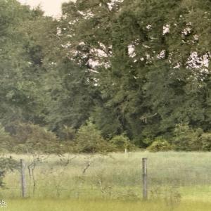 Photo #3 of 1337 Off Sr 1337 On, Pollocksville, NC 1.1 acres
