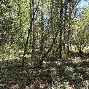 Photo #16 of 87 Bailey Pointe, Belhaven, NC 1.4 acres