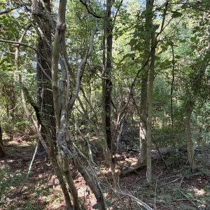 Photo #18 of 87 Bailey Pointe, Belhaven, NC 1.4 acres
