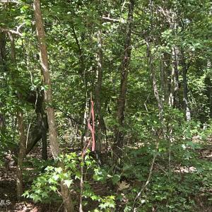 Photo #4 of 307 Thimbleberry, Vass, NC 0.7 acres