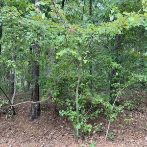 Photo #6 of 307 Thimbleberry, Vass, NC 0.7 acres