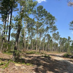 Photo #15 of Tbd Donna, Laurinburg, NC 44.2 acres