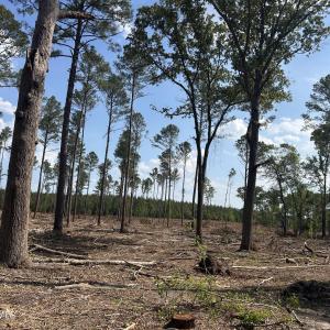 Photo #18 of Tbd Donna, Laurinburg, NC 44.2 acres