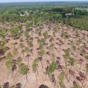 Photo #8 of Tbd Donna, Laurinburg, NC 44.2 acres